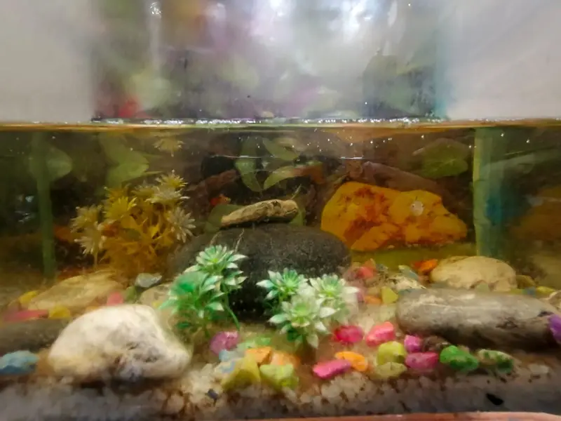 murgi ande dete ha eggs bhi available Han or aquarium bhi Avalible ha — photo 3