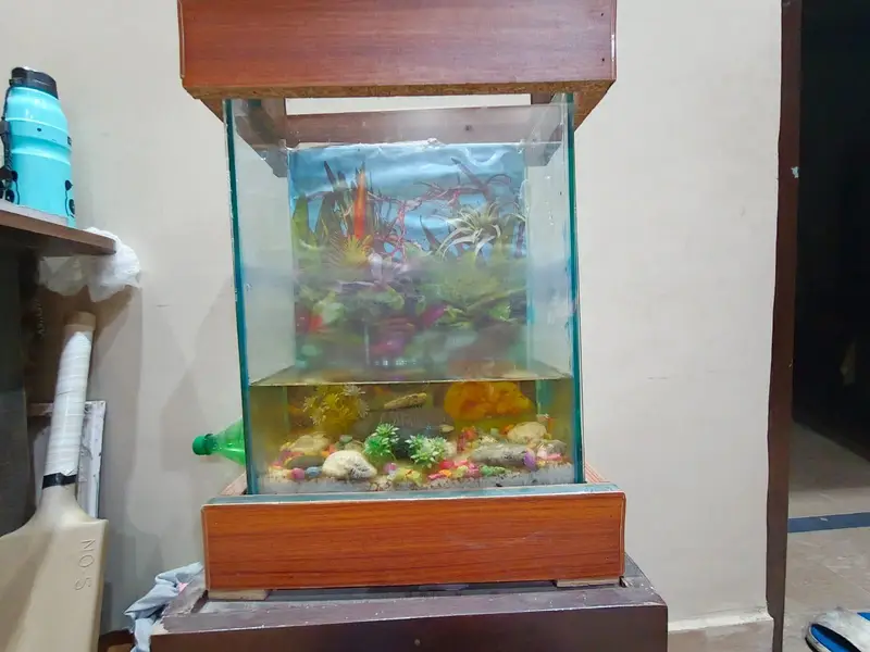 murgi ande dete ha eggs bhi available Han or aquarium bhi Avalible ha — photo 4