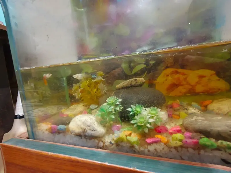 murgi ande dete ha eggs bhi available Han or aquarium bhi Avalible ha — photo 5