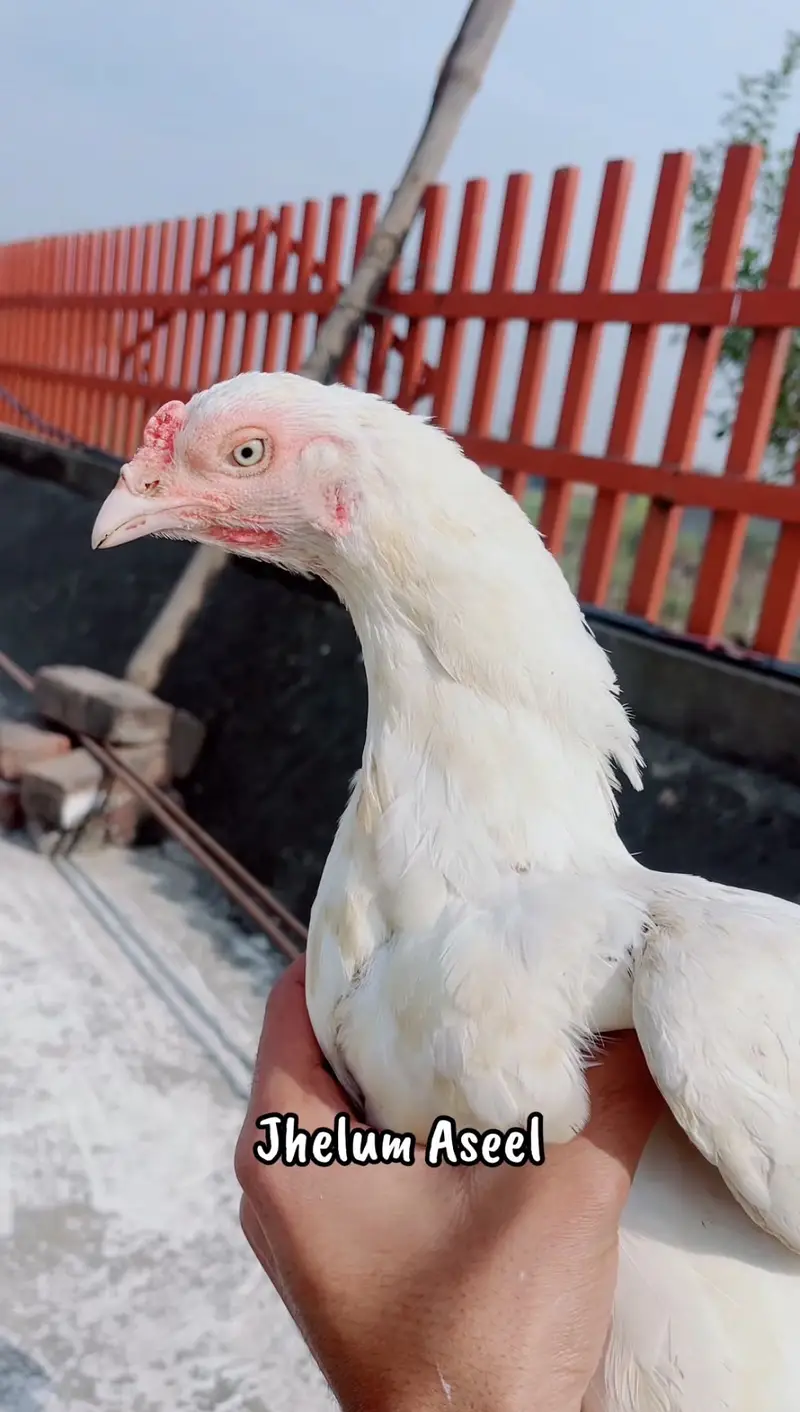 White heera breeder madi for sale