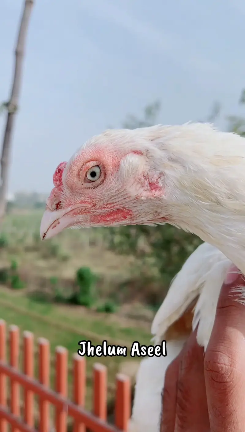 White heera breeder madi for sale — photo 3