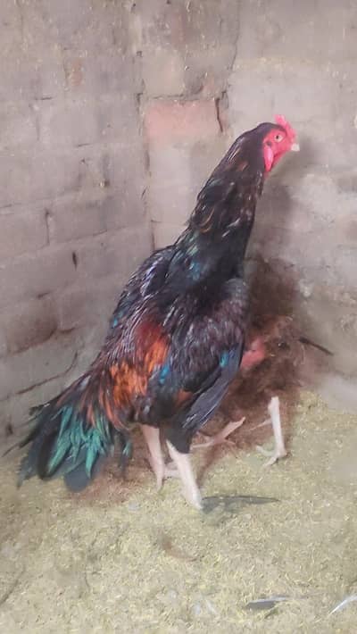 Pakistani pure old blood line