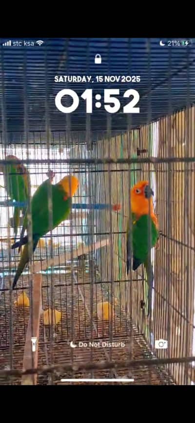 Sun conure And Jendaya Conure