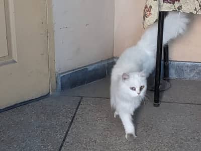 Persian cats triple coat