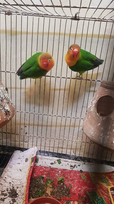 love birds