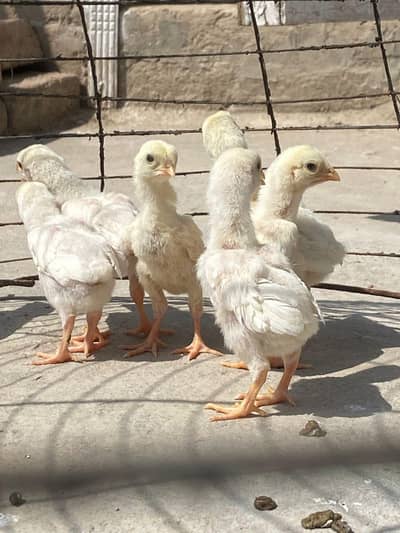 shamo | white shamo chicks | 1 month to 2 month old chicks | aseel