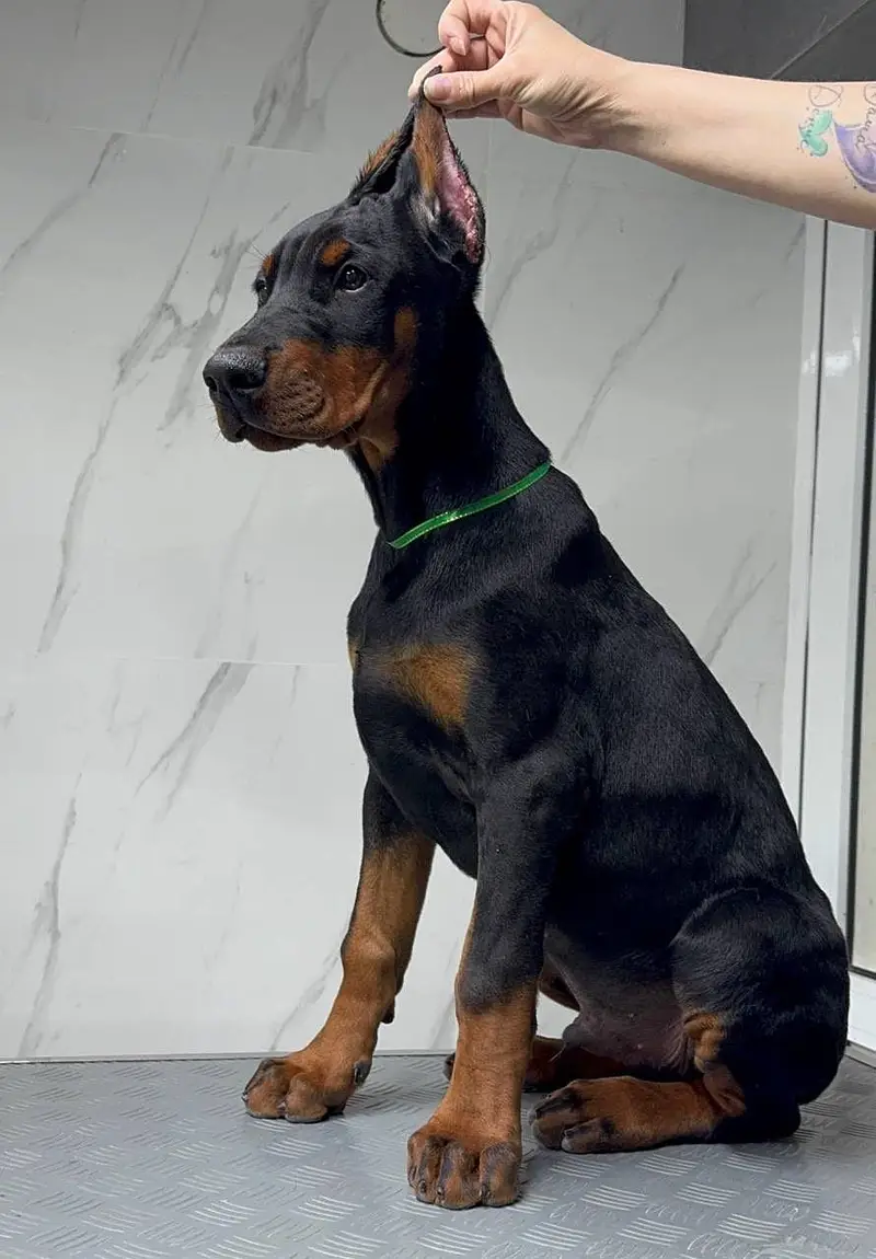 IMPORTED European DOBERMAN PUPPIES AVAILABLE FOR SALE