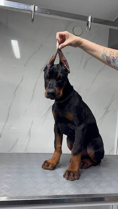 IMPORTED DOBERMAN PINSCHER PUPPIES AVAILABLE FOR SALE