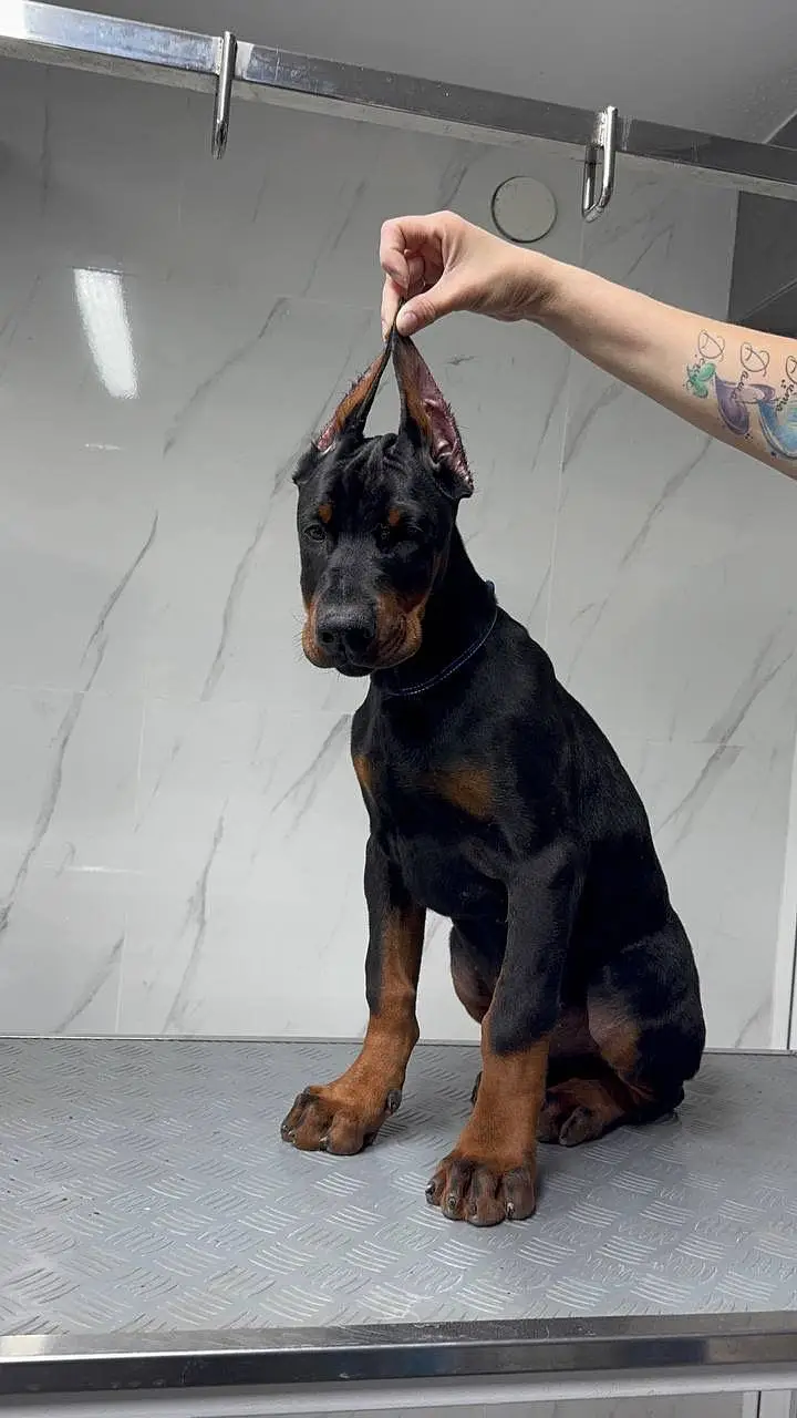 IMPORTED European DOBERMAN PUPPIES AVAILABLE FOR SALE — photo 2