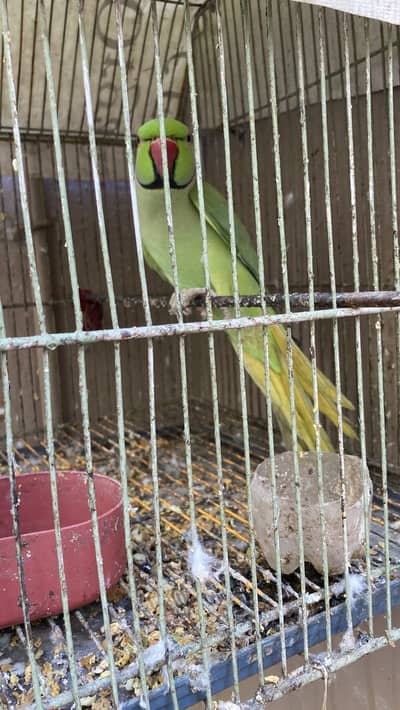Ring neck parrot breader male