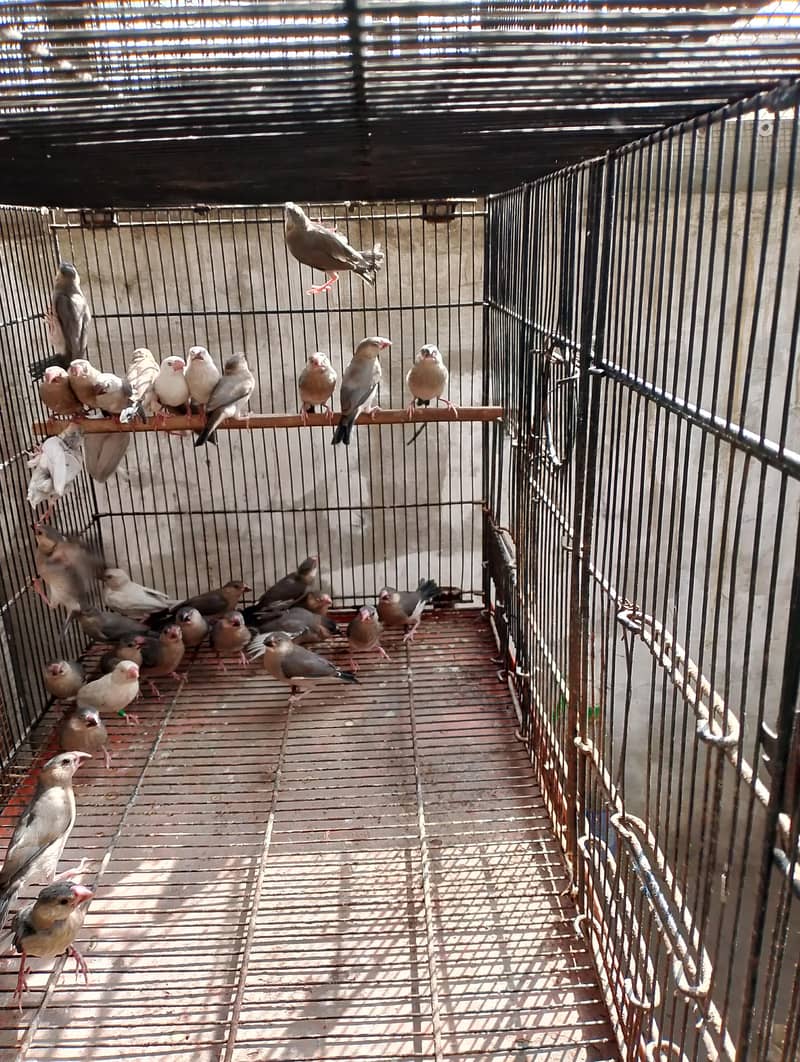 java chicks available 0