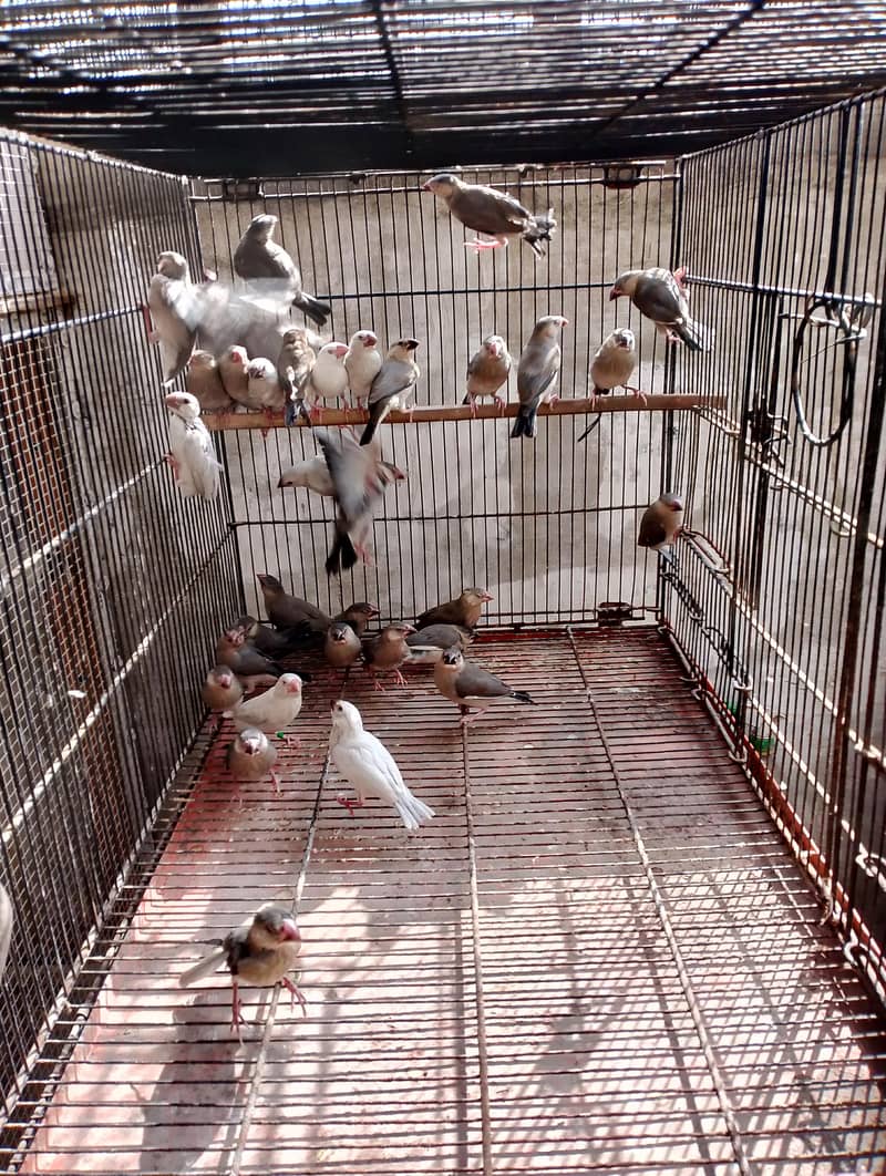 java chicks available 1