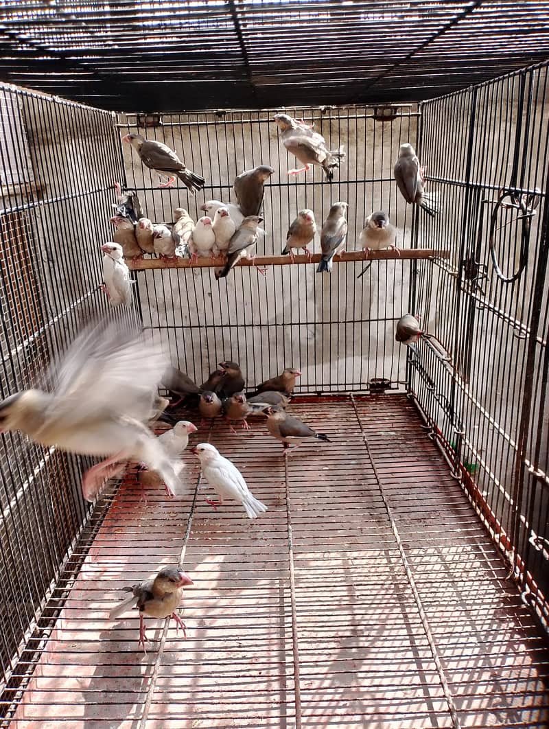 java chicks available 2