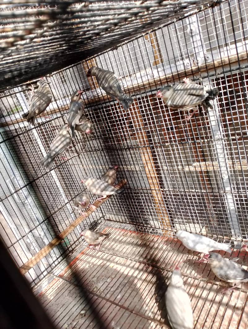 java chicks available 3