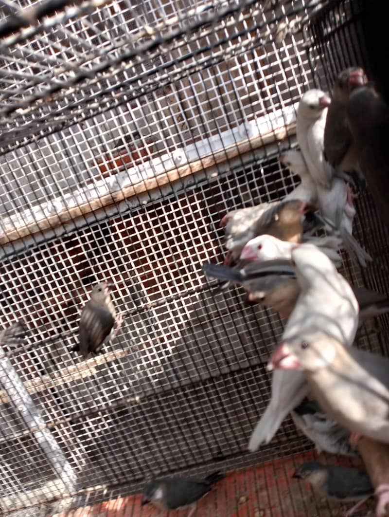 java chicks available 4