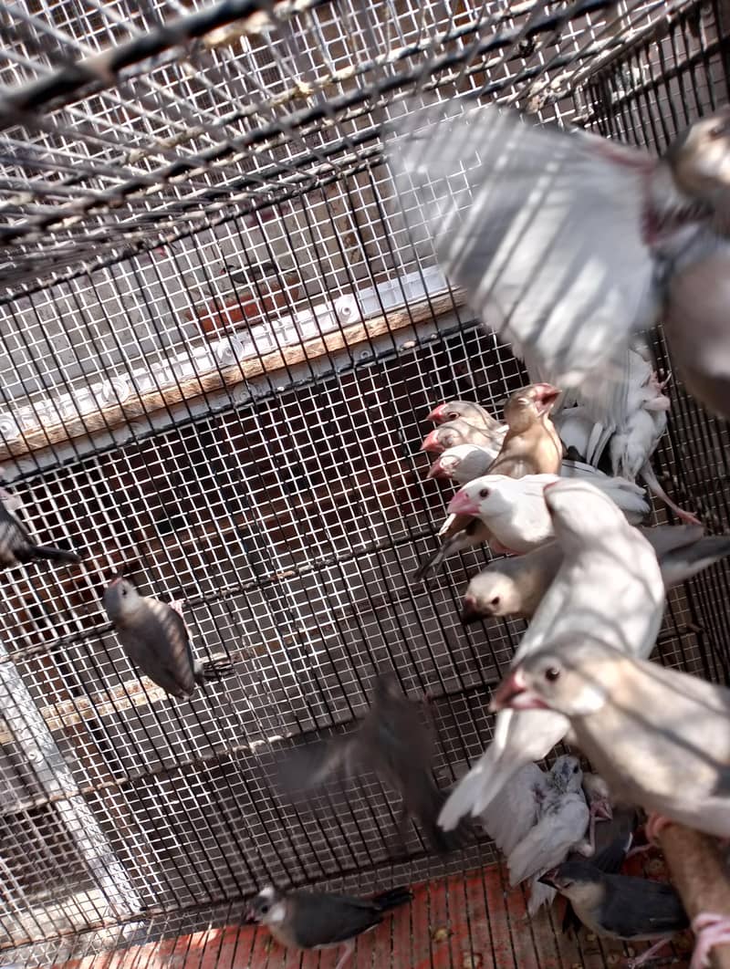 java chicks available 5