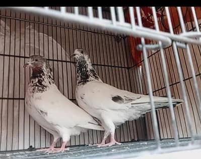 kabli sialkoti jhora