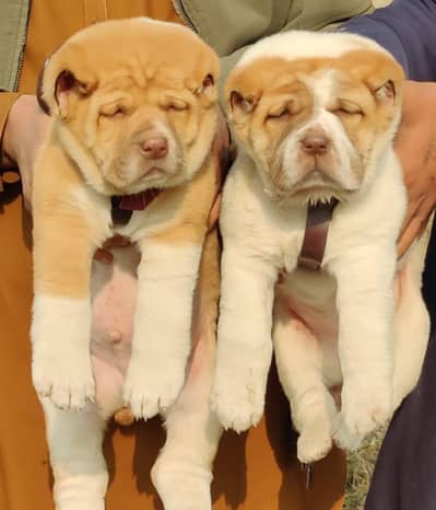 King Alabai | Alabai puppies | Alabai Dog | security  dog