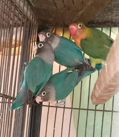 love birds parsonata