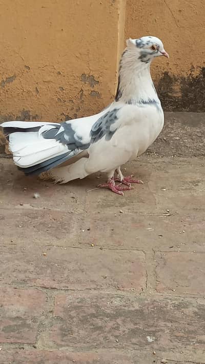 frill back and   paid laky  k pair ha