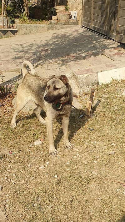 Pure Afghan Kuchi Dog for Sale – Excellent Guard Dog