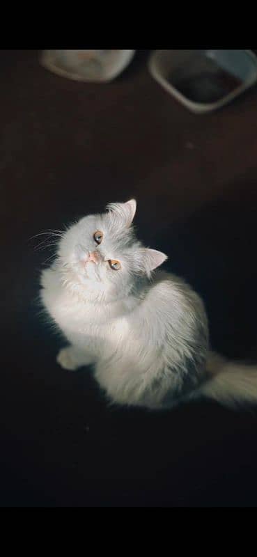 Persian Breeder World Rarest Dichroic Eyes