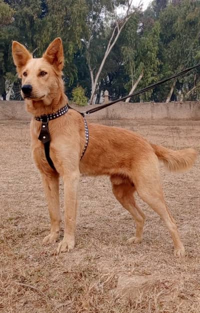 Alsatian bighyari male age 10 month full security guardian for sale