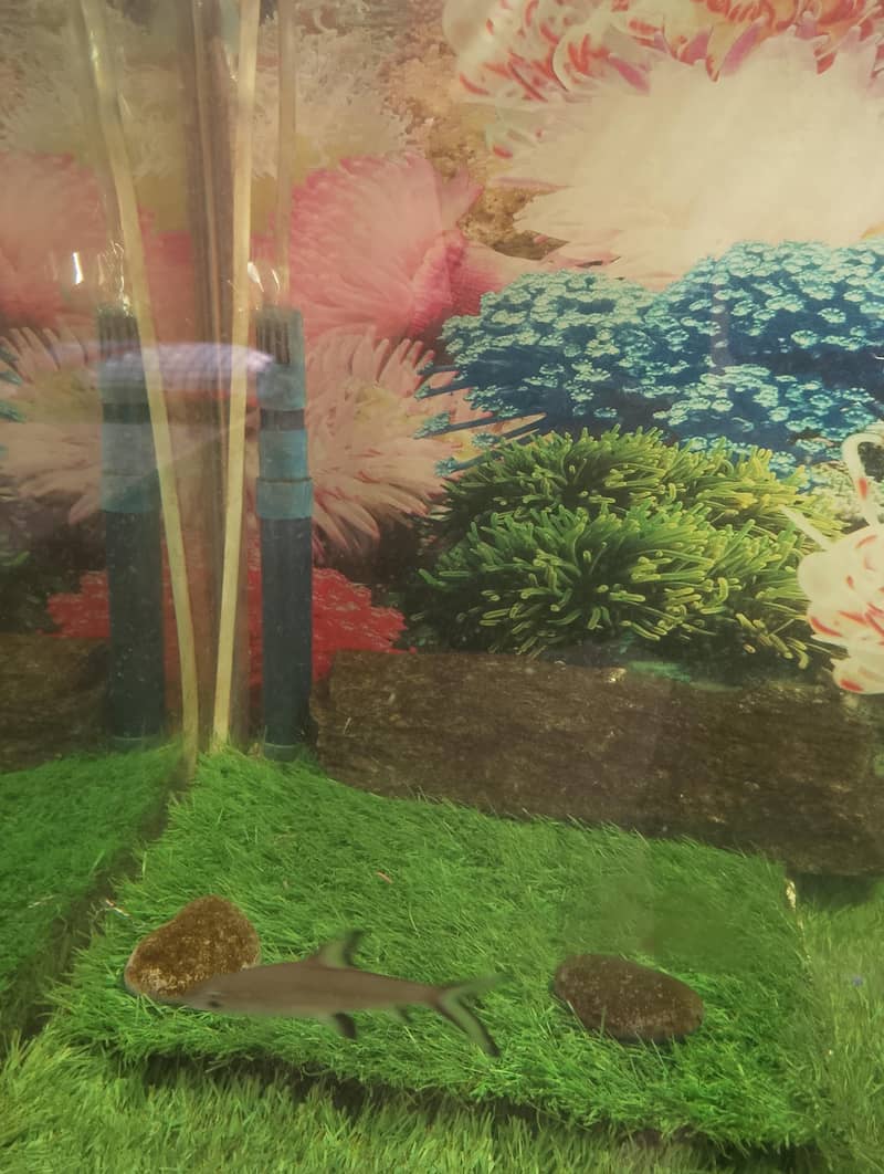 fish aur aquarium 3