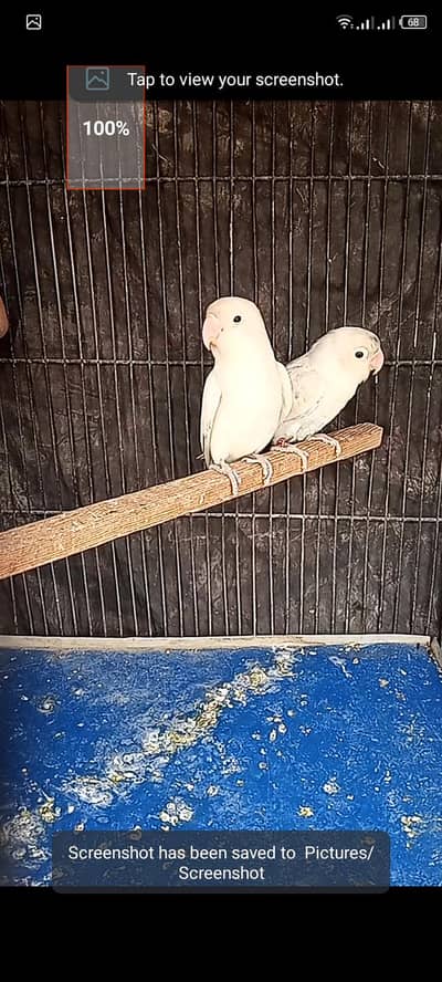 love birds  for sell