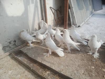 White Pom Breader Pairs