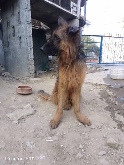 German shepherd for sale