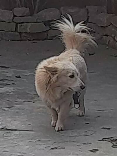 Russian dog for sale