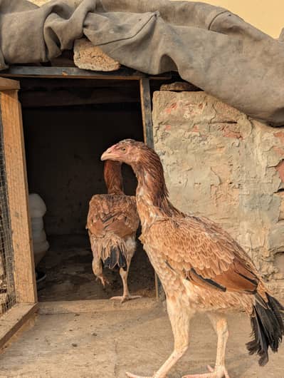 Dragon lakha Cross  beautiful pair