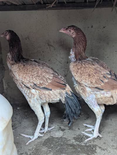 Aseel pair  beautifull and healthy hens