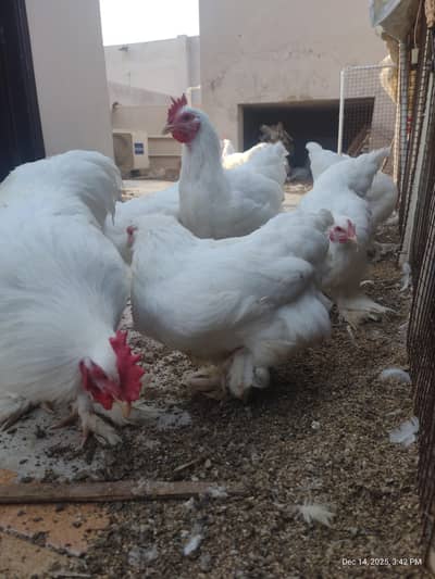 White Buff chicken PAIR Available