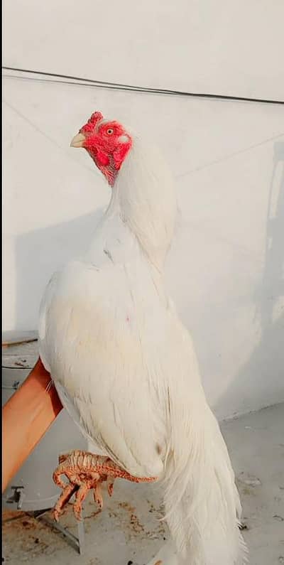 Heera paper white  madiyan for sale