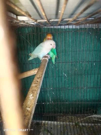 pale fallow pairs. s