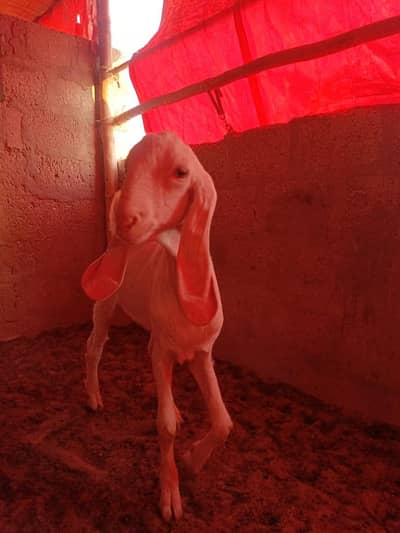 two male 1 tedda or 1 gulabi tapra