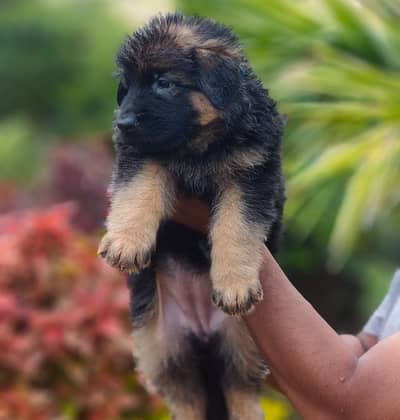 Germans shepherd puppies