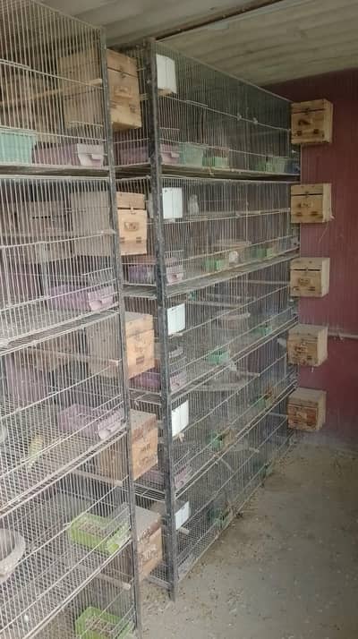 jhangir cage for sale 2/2.5