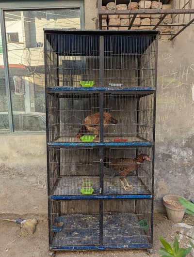 bird cage for sale