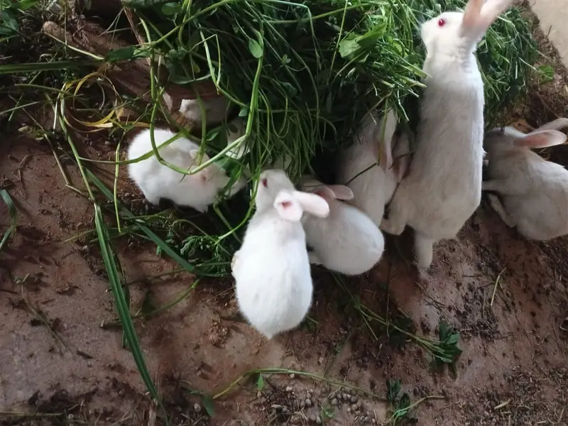 white Rabbit babies for sales