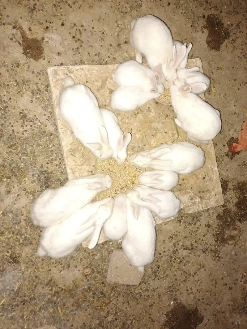 white Rabbit babies for sales — photo 2