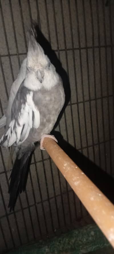 charcoal white face Male