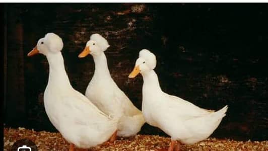 crusted ducks chicks for sale