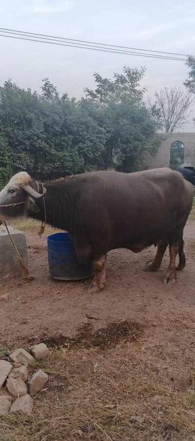 Buffalo and Vera in Islamabad Farm