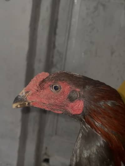 Aseel Murga black thigh