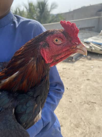 Aseel murga exchanged possible