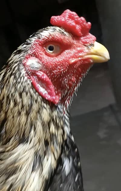 long hight breeder aseel