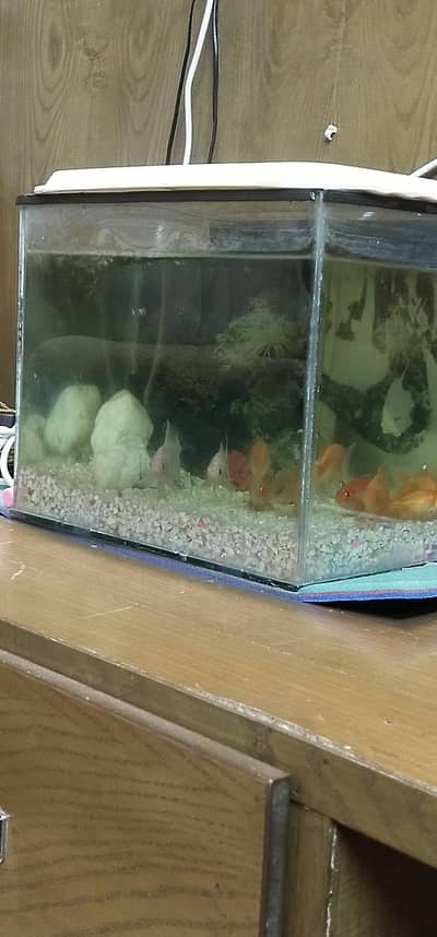 gold fishes with aquarium and all accessories